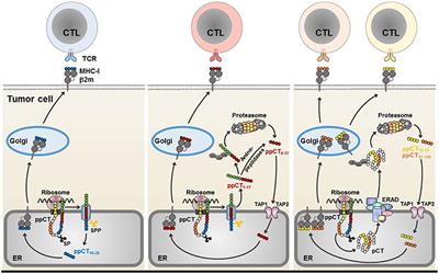 Recent Advances in Lung Cancer Immunotherapy: Input of T-Cell Epitopes Associated With Impaired Peptide Processing